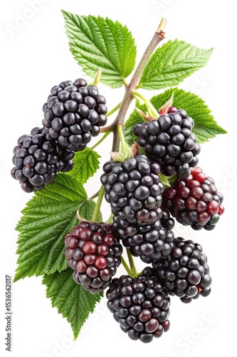 Wallpaper Mural Fresh Blackberries on the Branch Displaying Various Stages of Ripening on White Torontodigital.ca