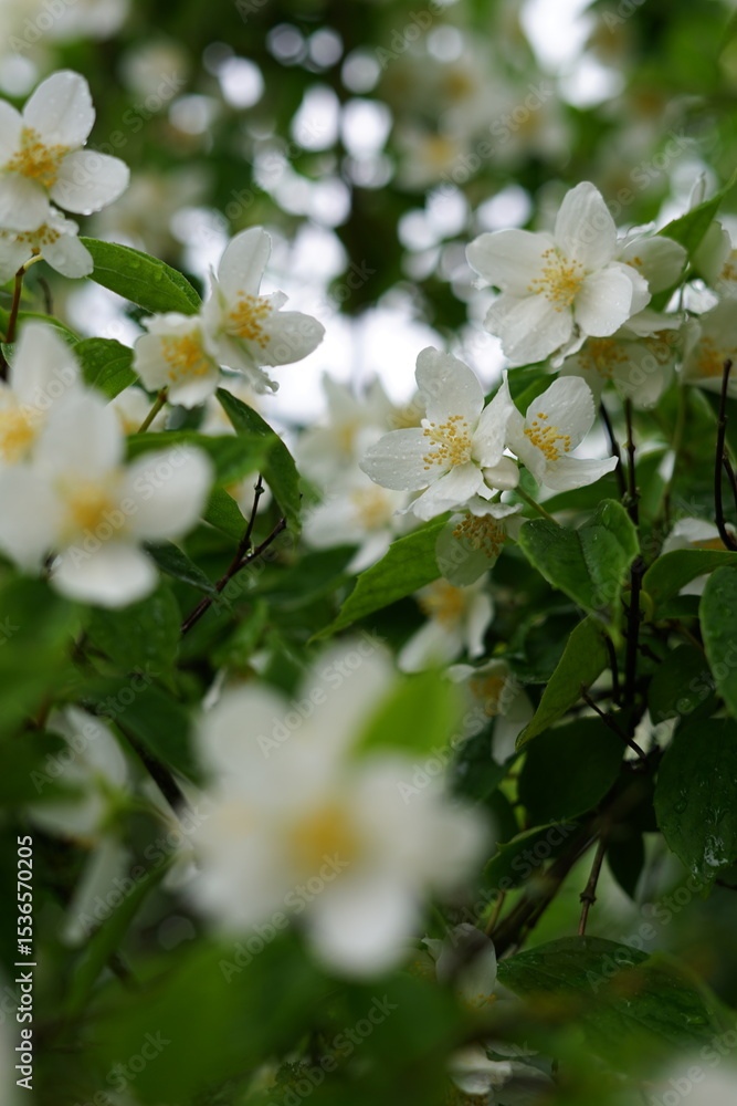 Obraz premium Flowering jasmine with green leaves on a rainy day