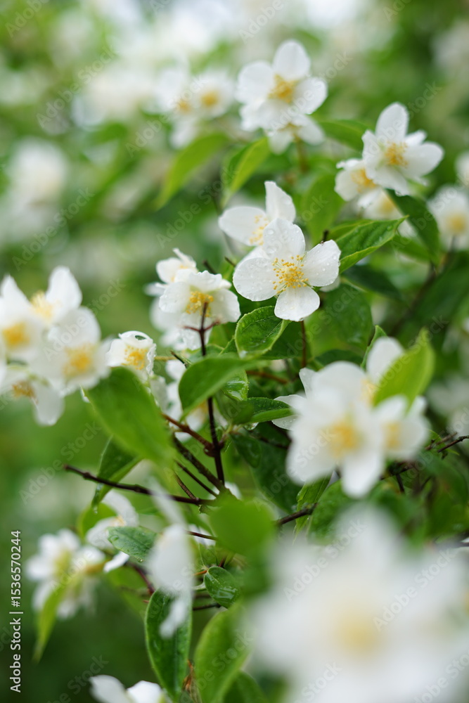 White petals and yellow stamens of jasmine, macro White petals and yellow stamens of jasmine, macro