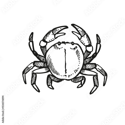 vector hand drawn crab with claws up, wild life of seabed, crustaceans animal under sea, ocean, black and white illustration inhabitants of aquariums, seabed and coast sand for marine decoration