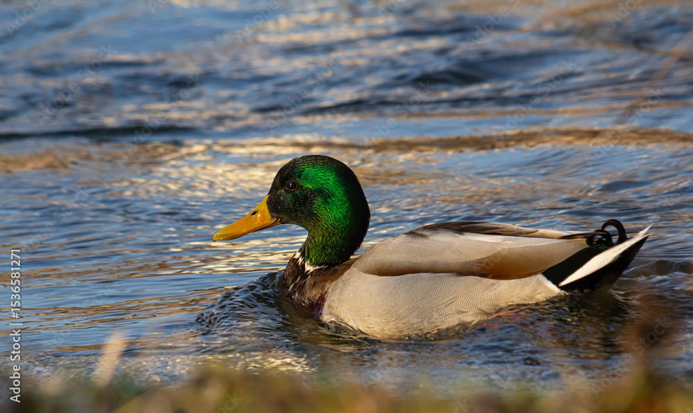 Obraz premium Male mallard duck swims gracefully in the shimmering water during sunrise at a tranquil nature reserve