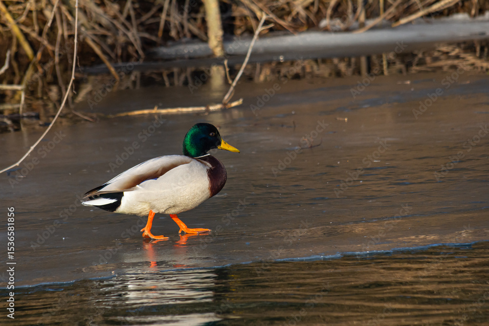 Obraz premium Colorful male mallard duck walking across frozen pond in early winter sunlight surrounded by bare branches and brush in a natural setting