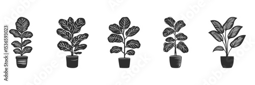 Potted Fiddle Leaf Fig Plant Silhouette Set. Botanical Decor And Indoor Gardening Inspiration. Isolated Vector Illustration Collection