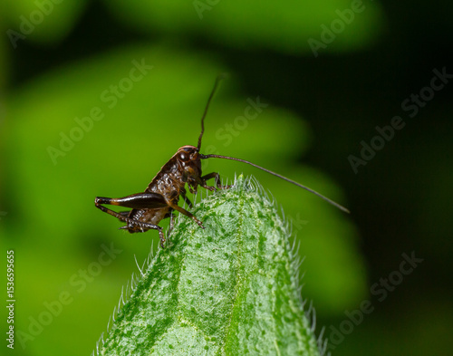 Wallpaper Mural Dark Bush-cricket nymph perched on a leaf amidst lush green foliage during a sunny afternoon in a tranquil natural habitat Torontodigital.ca
