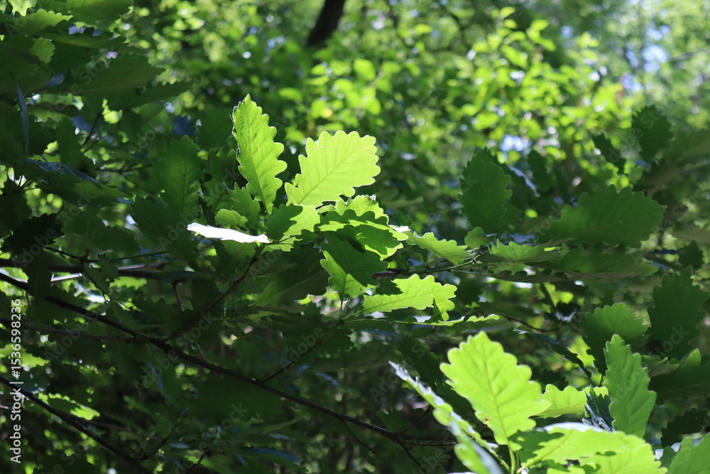 Obraz premium A branch of the Georgian oak, Quercus petraea iberica, with leaves illuminated by the sun, against the background of a lush green crown.
