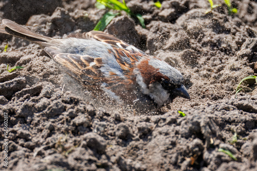 Close-up of an adult male House Sparrow taking a dust bath in the soil on a sunny summer day.