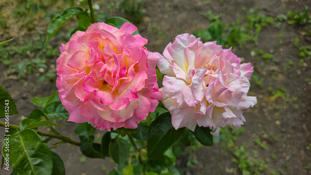 Rose bushes in the city park. Variety of rose varieties and colors. Rose bushes in the city park. Variety of rose varieties and colors.