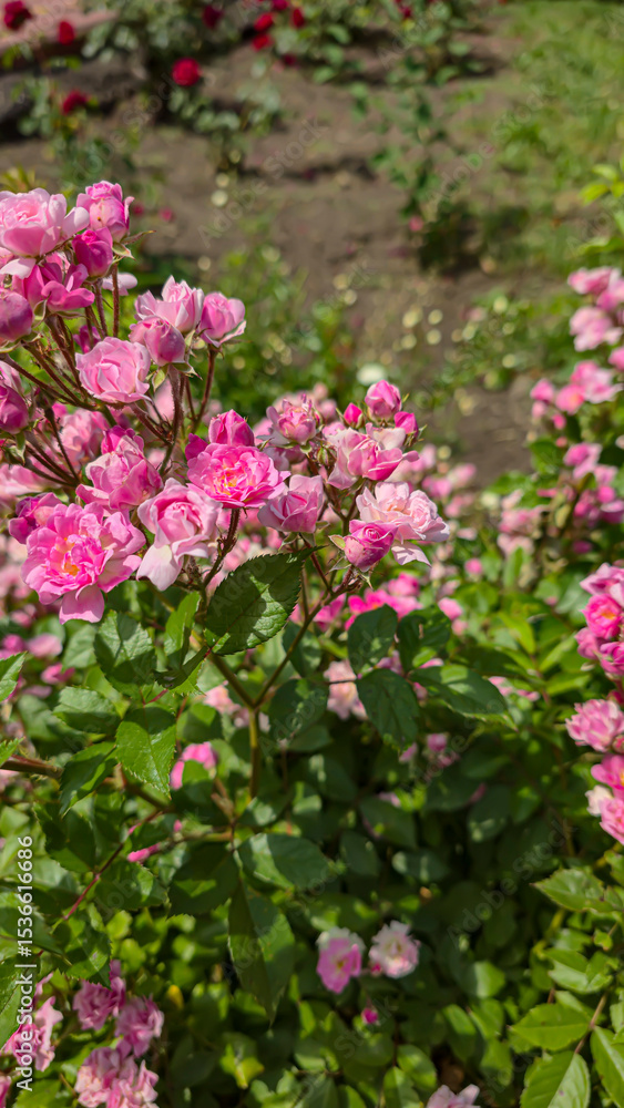 Rose bushes in the city park. Variety of rose varieties and colors. Rose bushes in the city park. Variety of rose varieties and colors.