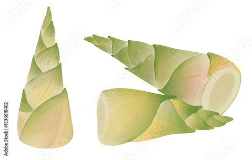 Bamboo Shoot, Bamboo Plant Watercolor Illustration