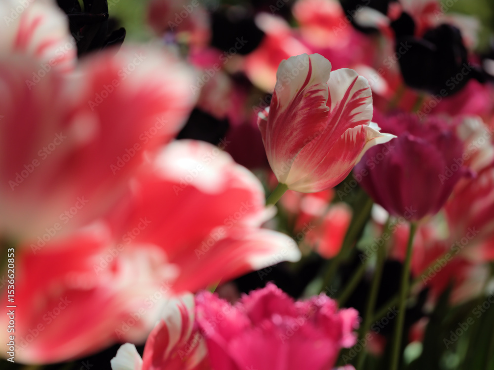 Fototapeta premium 5月に咲いた美しいチューリップの花