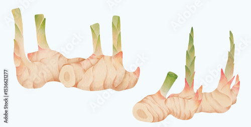 Watercolor Galangal Root, Ginger Plant Illustration