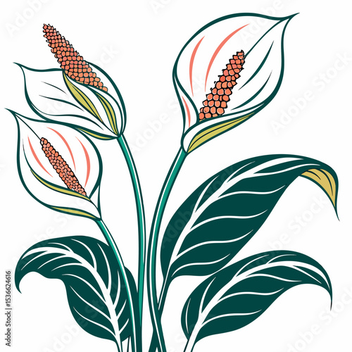 vector illustration of peace lilies