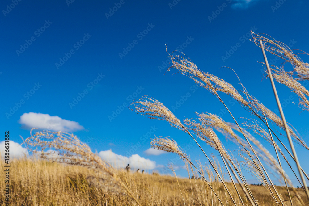 Obraz premium Golden Pampas Grass Swaying in the Wind Under a Clear Blue Sky in Autumn