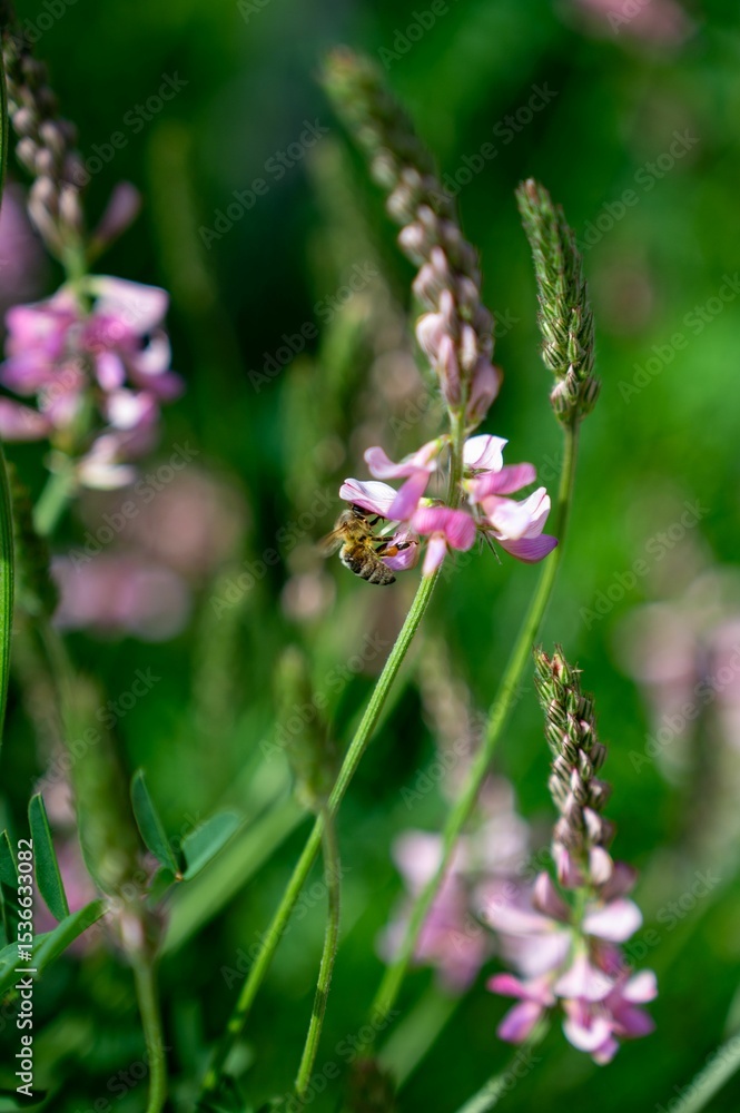 Obraz premium Bee pollinating pink wildflowers in a meadow