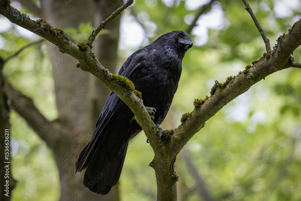 Rabenkrähe im Baum Rabenkrähe im Baum
