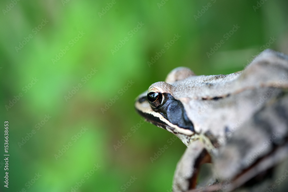 Fototapeta premium frog in the grass