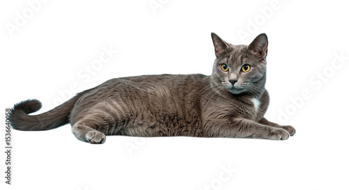 A gray cat lying down with its paws extended looking directly at the camera on a black background