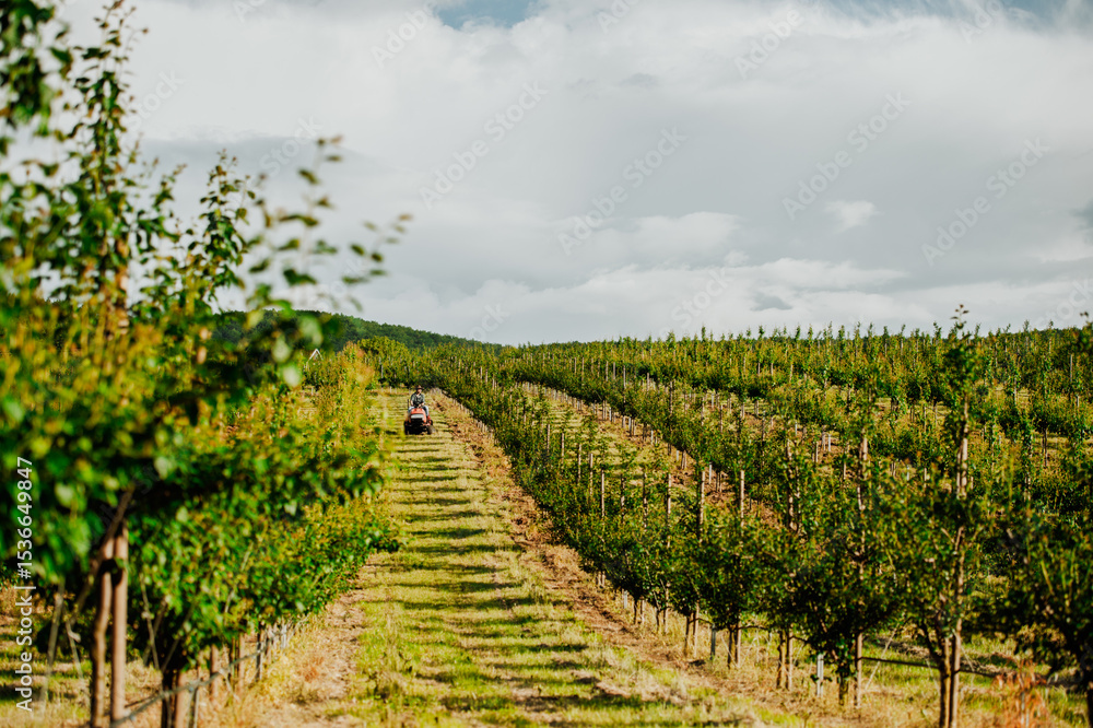 Naklejka premium Farmer driving small tractor in orchard, enjoying peaceful moment.