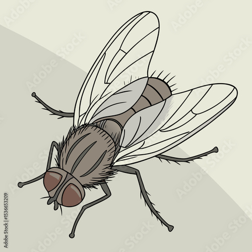 Detailed illustration of a fly in a minimalist style  