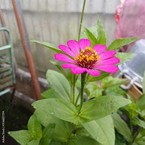 Close a pink paper flower blooms in a pot surrounded by vibrant green leaves, showcasing its delicate petals.