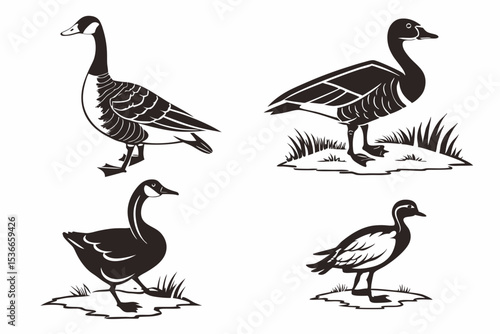 set of geese