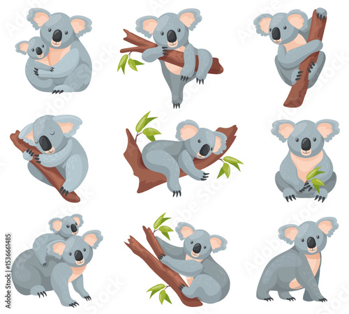 Photography Cartoon koala