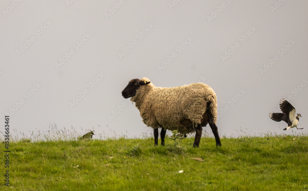 Fototapeta premium Lapwing birds fighting in a meadow with a sheep grazing on the hill