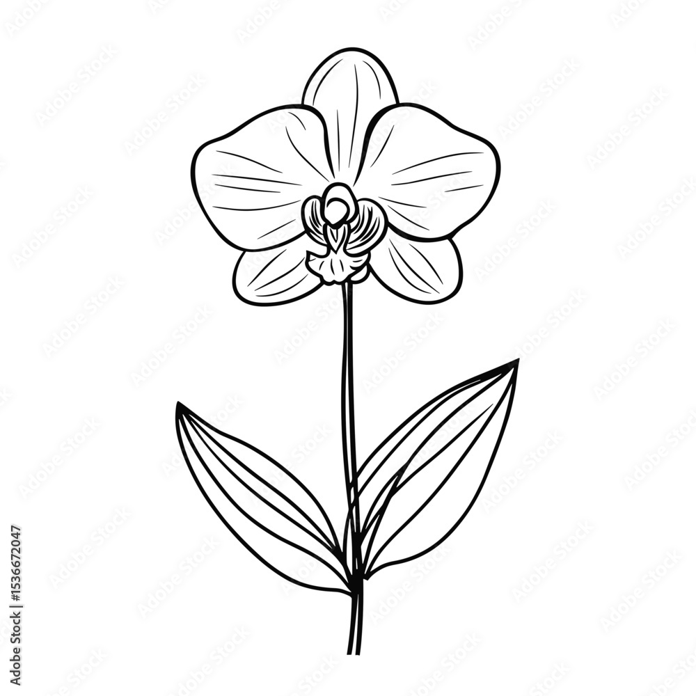 Obraz premium Single line drawing of an orchid flower with leaves 