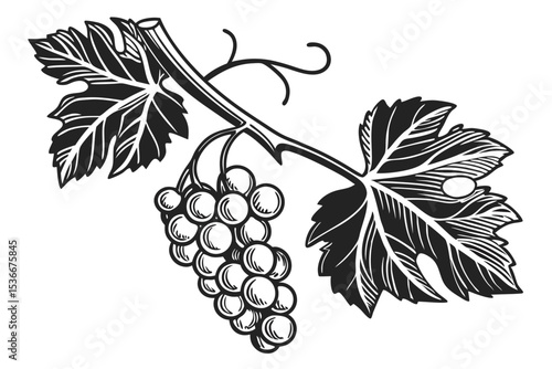 Grape branch hand drawing vintage style black and white clip art. Isolated on white background