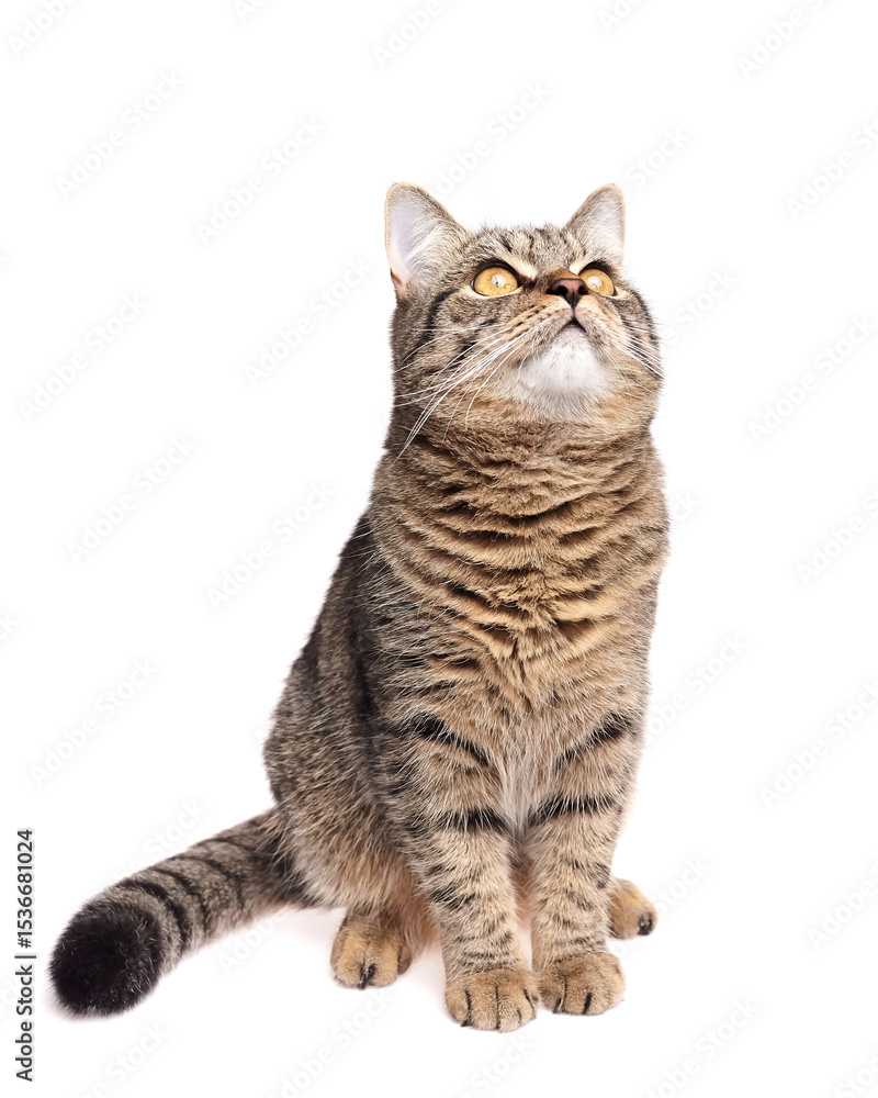 Fototapeta premium Brown striped tabby cat with bright amber eyes sitting attentively and gazing upward, posed on a clean white studio background with focused expression