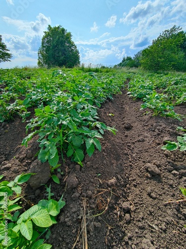potato field in the spring