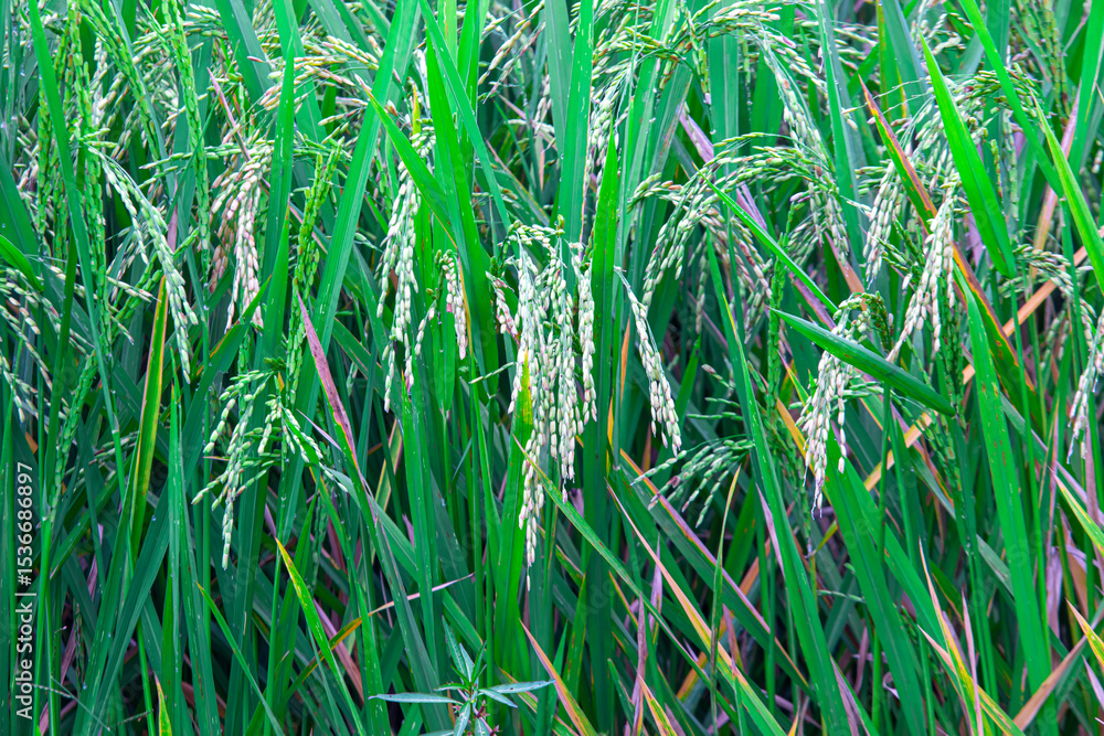 Fototapeta premium Young rice grains growing on paddy plants (Oryza sativa). Rich in carbohydrates, vitamins, and minerals. Valued for energy, digestion, and traditional medicine.