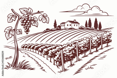 Hand drawn vineyard landscape. Isolated on white background. Vintage style vector illustration