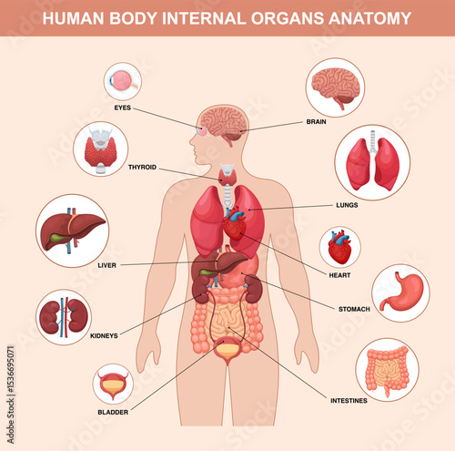 Labeled diagram of human internal organs anatomy vector. Educational illustration showing brain, heart, lungs, stomach, kidneys, liver, and more.
