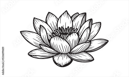 Water lily flower botanical line art illustration