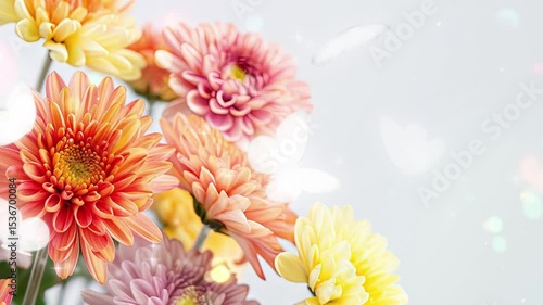 chrysanthemum flowers