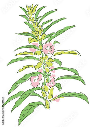 ラフなゴマの花