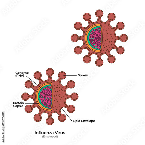Virus enveloped anatomy of corona virology visualization with spikes