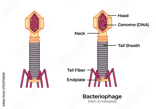 Virus bacteriophage anatomy micro pathogenic virology DNA with head capsid