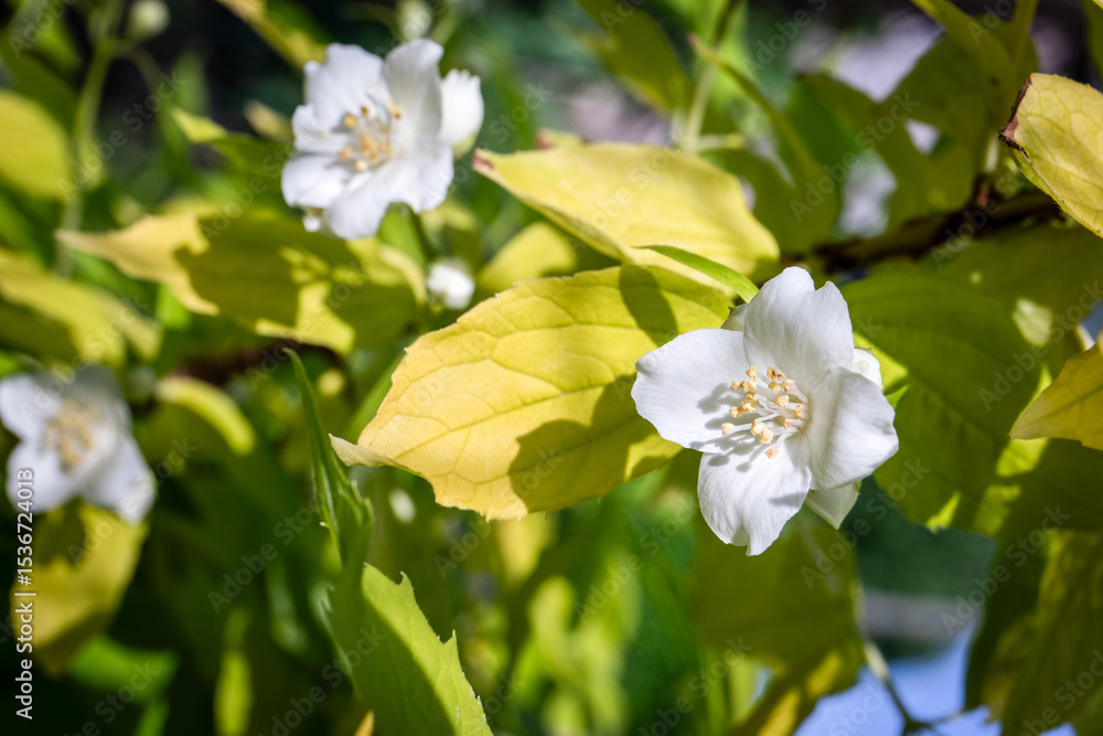 Obraz premium White Jasmine Blossoms in Bright Sunlight with Green and Yellow Foliage