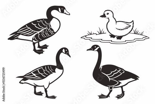 set of geese