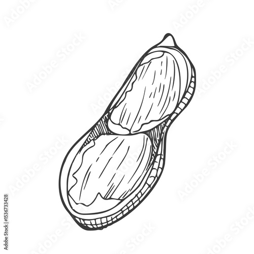 Peanut sketch hand drawn illustration isolated on white background - stock vector