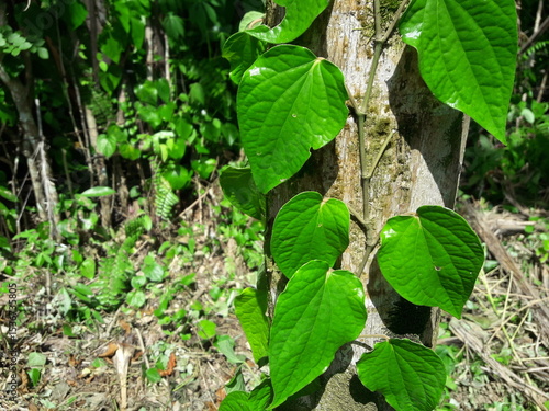 Betel leaves or betel plants that climb trees. Plantation background.