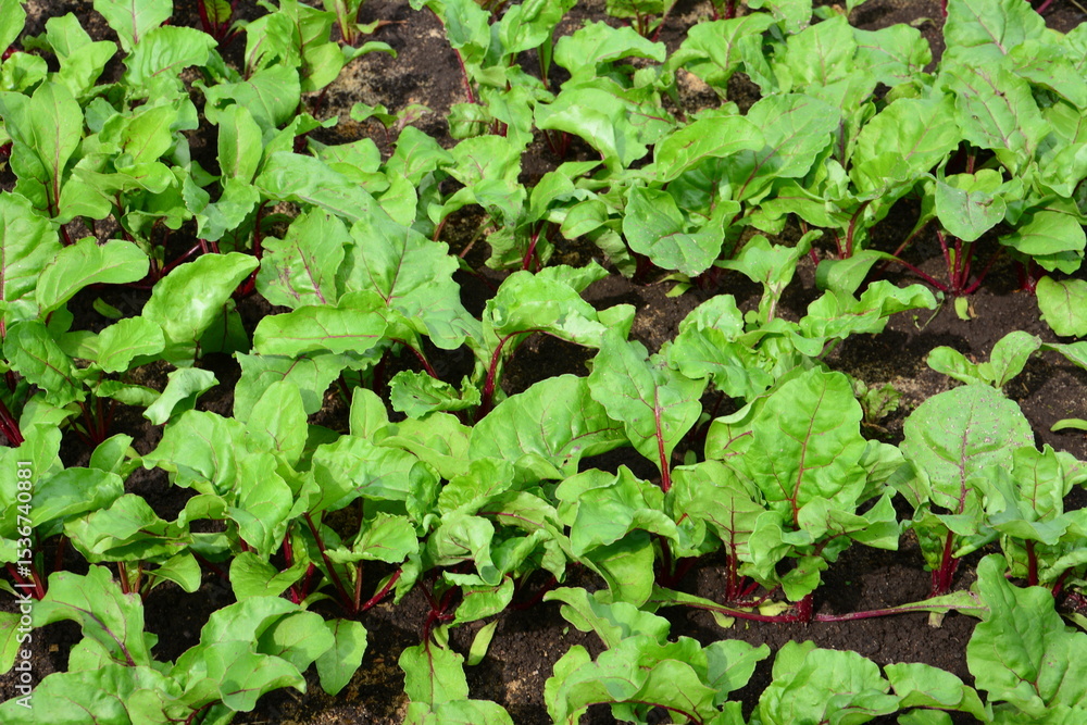 Close-up of Lush Beet Greens Growing in a Garden Bed Close-up of Lush Beet Greens Growing in a Garden Bed