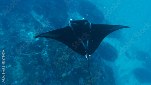 Fotografie Manta Ray swims in the ocean near Bali island, Indonesia