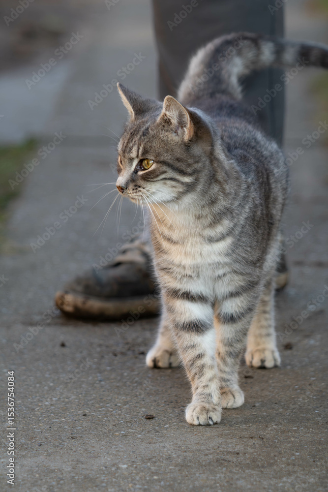 Naklejka premium Cat walking in the backyard