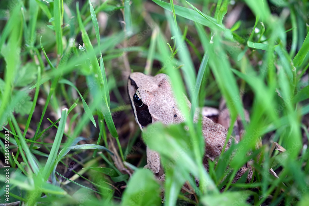 Obraz premium frog in the grass