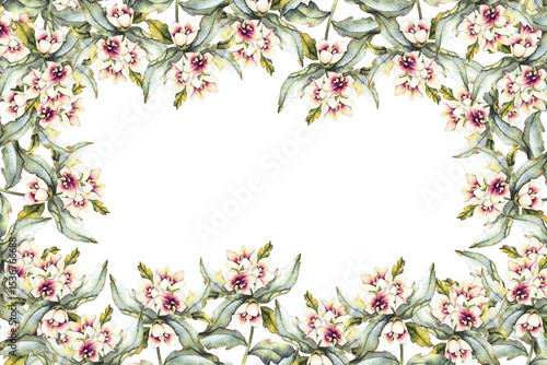 Foto Watercolor illustration poisonous henbane with flowers and green leaves frame