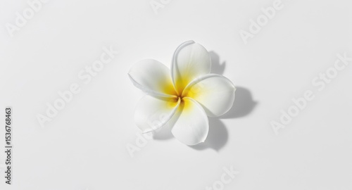 Plumeria Flower on White Background Tropical Frangipani Blossom