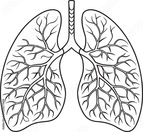 Detailed human lungs anatomy illustration bronchi alveoli respiratory system